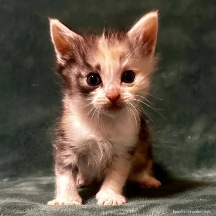 ID：2311-02850の子猫