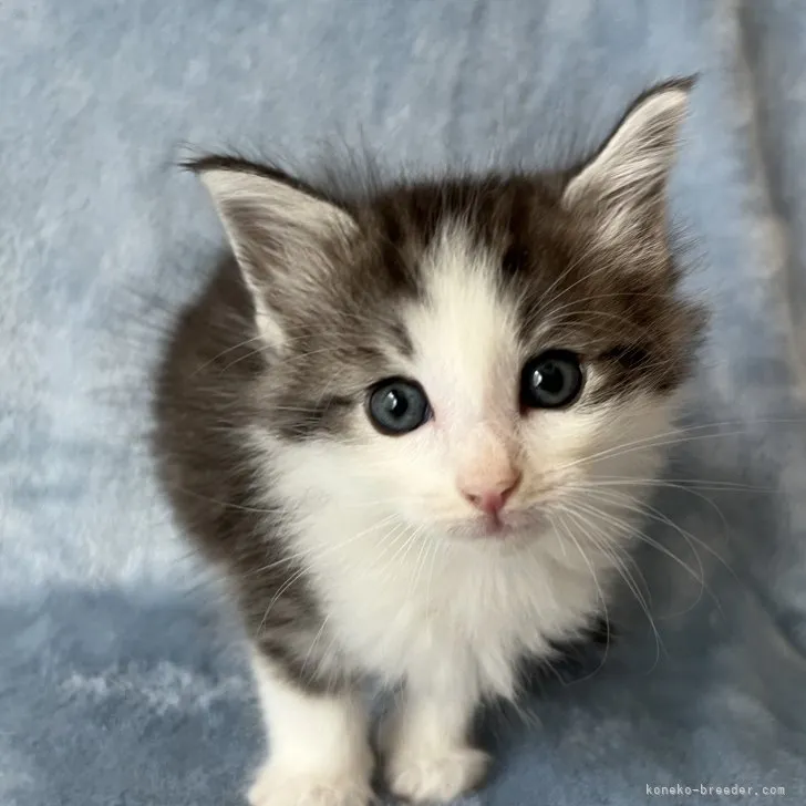 ID：2307-02238の子猫