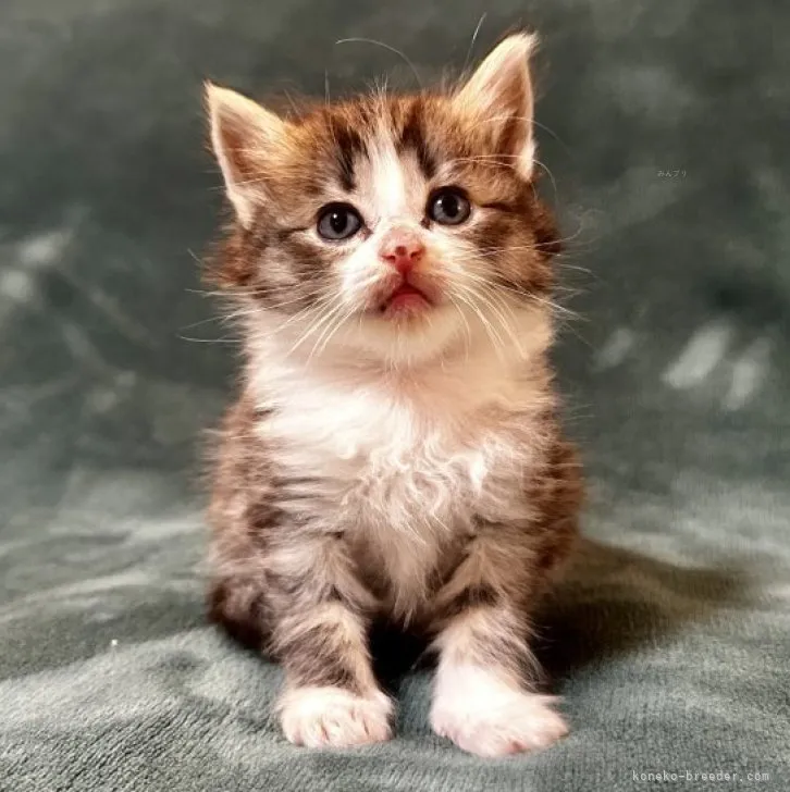 ID：2311-02851の子猫