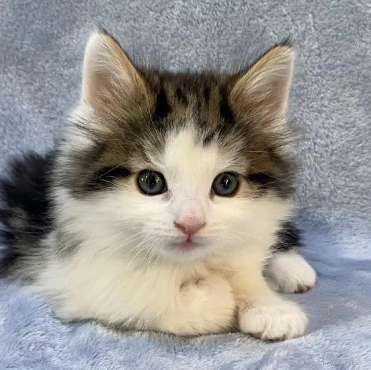 ID：2212-01010の子猫