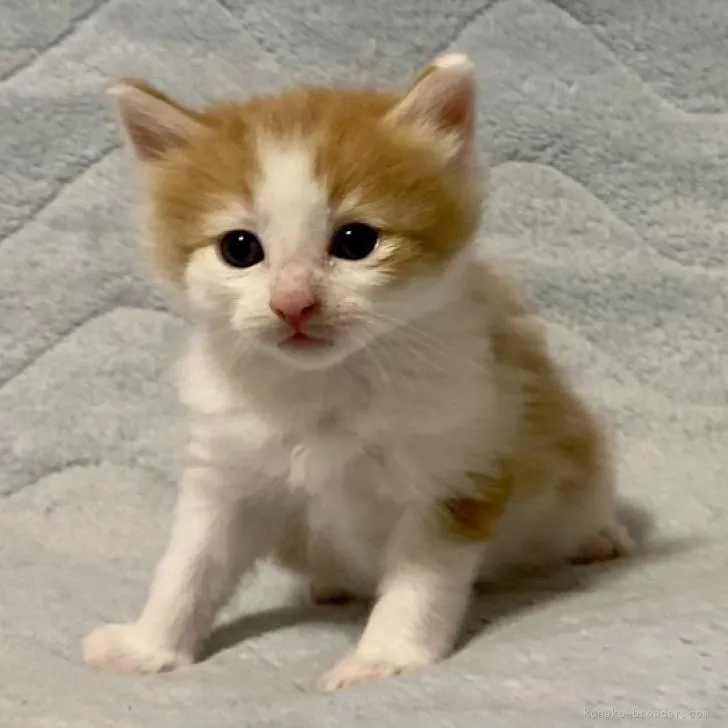 ID：2208-00343の子猫