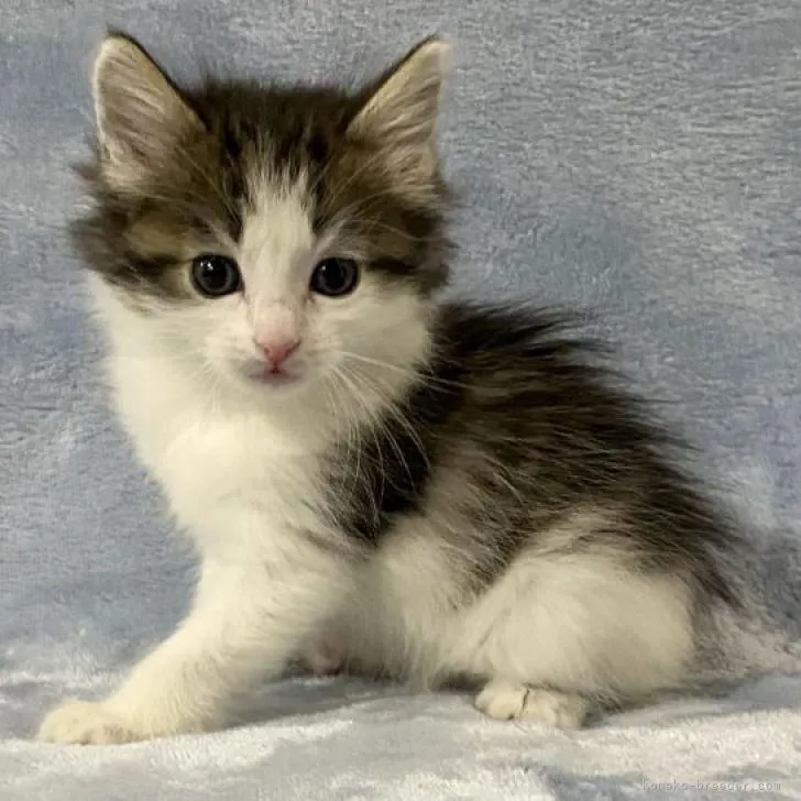 ID:2212-01813の子猫