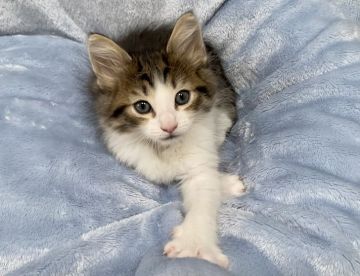 ノルウェージャンフォレストキャット【静岡県・男の子・2022年3月23日・ブラウンタビー&ホワイト】の写真「みんなの子猫ブリーダーデビュー価格5月23日まで」