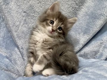 ノルウェージャンフォレストキャット【静岡県・男の子・2022年3月23日・ブルータビー&ホワイト】の写真「みんなの子猫ブリーダーデビュー価格5月23日まで」