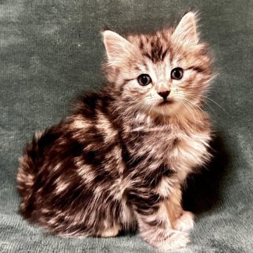 ノルウェージャンフォレストキャット【静岡県・女の子・2023年10月23日・シルバーマッカレルタビー&ホワイト】の写真「綺麗なお顔立ちの女の子😍」