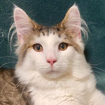 ノルウェージャンフォレストキャット【静岡県・男の子・2022年3月23日・ブラウンタビー&ホワイト】の写真「人懐っこい子です😍」