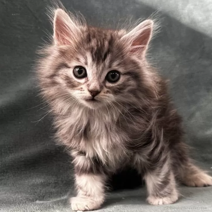 ID:2412-02292の子猫
