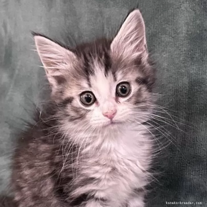 ID：2504-02051の子猫