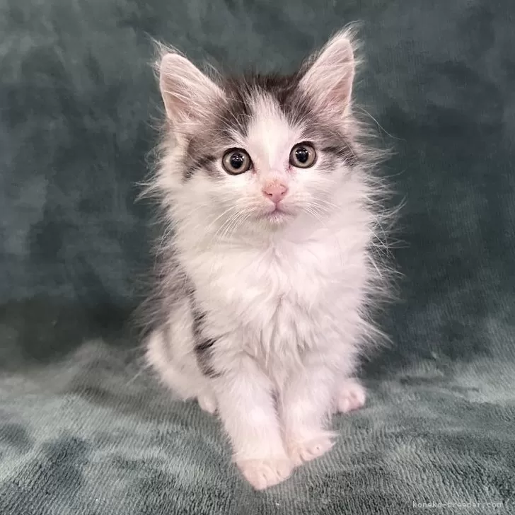 ID:2504-02050の子猫