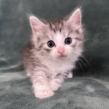 シルバー系のノルウェージャンフォレストキャットの子猫を探す