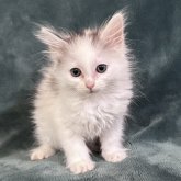 ノルウェージャンフォレストキャット