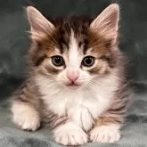 ノルウェージャンフォレストキャット【静岡県・男の子・2024年11月20日・ブラウンマッカレルタビー&ホワイト】の写真1「遊ぶのが大好きな子です！」