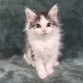 ノルウェージャンフォレストキャット