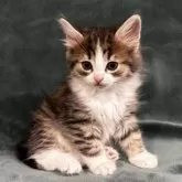 ノルウェージャンフォレストキャット【静岡県・男の子・2024年11月20日・ブラウンマッカレルタビー&ホワイト】の写真3「ノルウェージャンの魅力が満載です。」