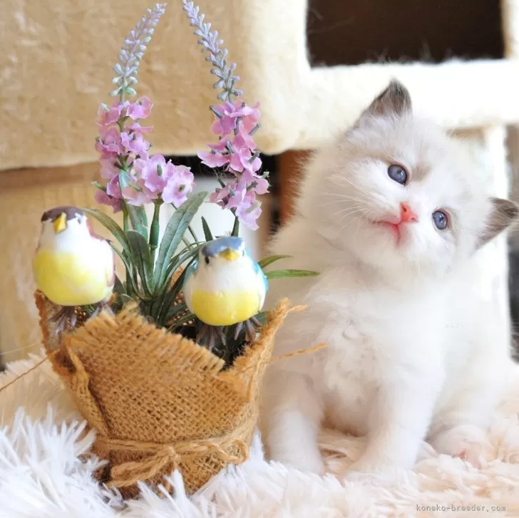 ID：2409-00347の子猫
