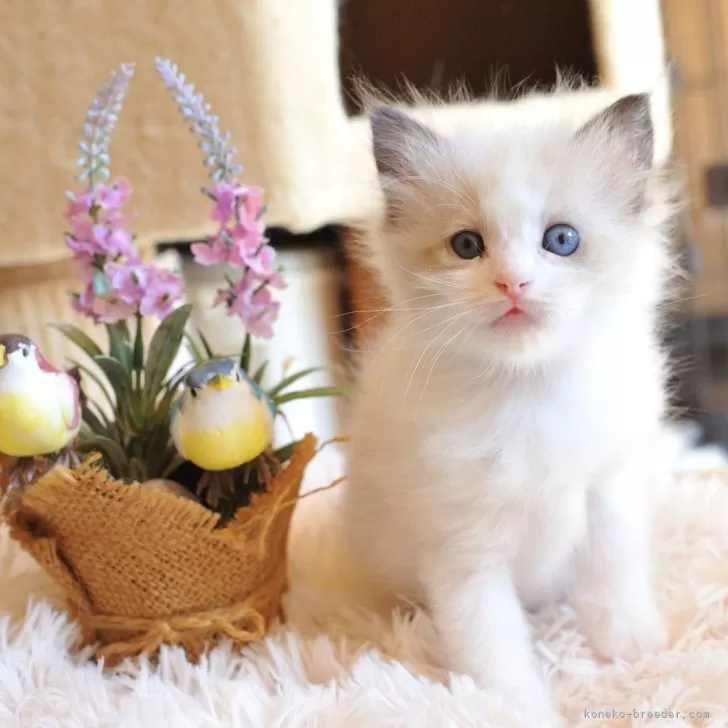 ID:2409-00257の子猫