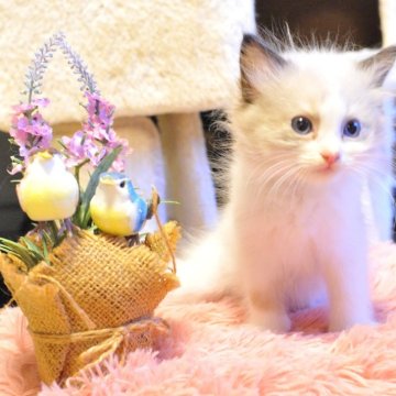 ラグドール【埼玉県・女の子・2024年6月25日・シールポイントバイカラー】の写真「※両親遺伝子検査クリア」
