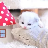 ラグドール【埼玉県・女の子・2025年11月21日・ブルーポイントバイカラー】の写真10