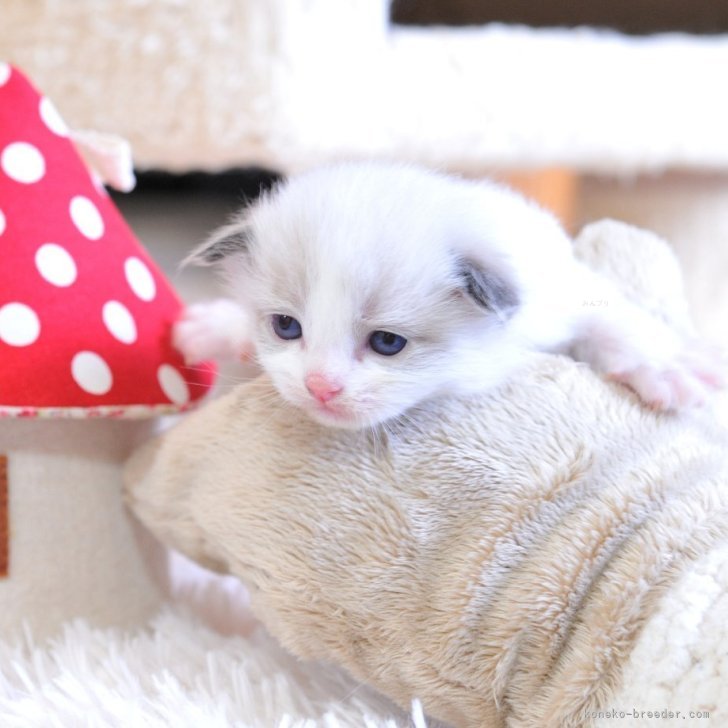 ブリーダー画像