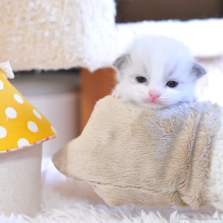 ラグドール【埼玉県・男の子・2025年11月21日・ブルーポイントバイカラー】の写真1