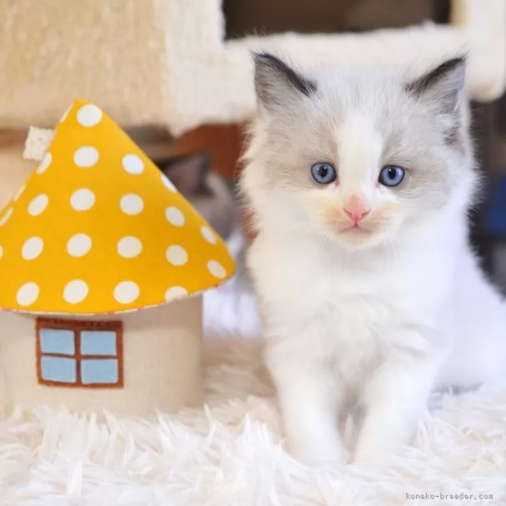 ID：2505-02413の子猫