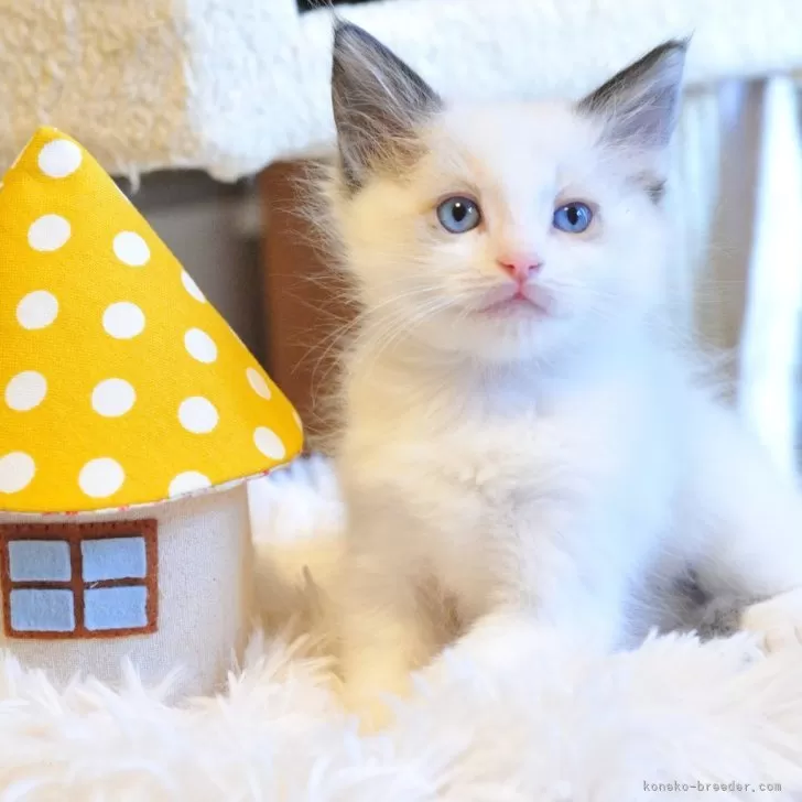 ID：2503-01078の子猫