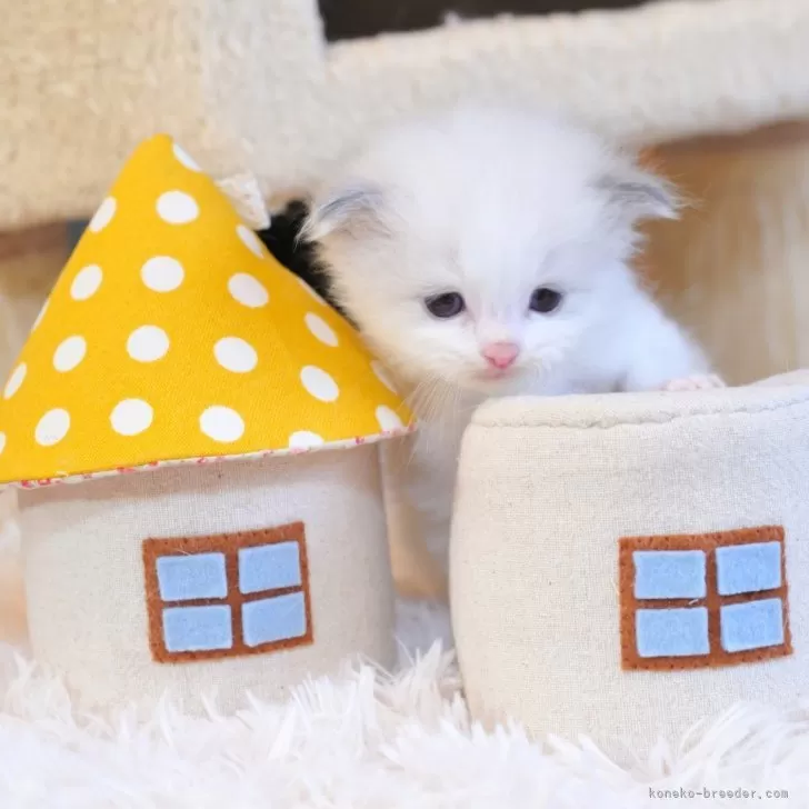 ID：2507-01454の子猫
