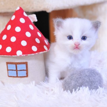 ラグドール【埼玉県・女の子・2025年8月8日・ブルーポイントバイカラー】の写真「フワフワ　かわいい💕女の子」