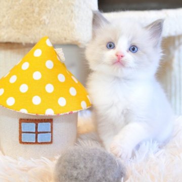 ラグドール【埼玉県・男の子・2025年8月8日・シールポイントバイカラー】の写真「かわいらしい💕男の子🌟〆10/4受付まで🌟」