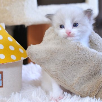 ラグドール【埼玉県・男の子・2025年8月8日・シールポイントバイカラー】の写真「フワフワ　かわいい💕男の子」