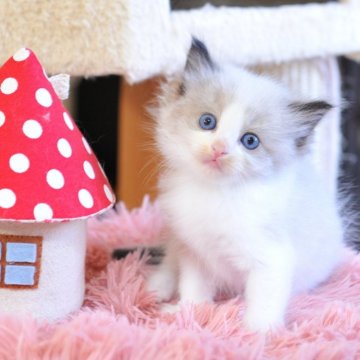 ラグドール【埼玉県・女の子・2025年9月29日・シールポイントバイカラー】の写真「かわいい女の子」