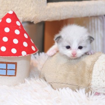 ラグドール【埼玉県・女の子・2025年9月29日・シールポイントバイカラー】の写真「かわいい女の子」