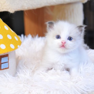 ラグドール【埼玉県・男の子・2025年6月13日・シールポイントバイカラー】の写真「かわいい男の子」