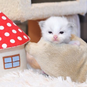 ラグドール【埼玉県・女の子・2025年9月29日・ブルーポイントバイカラー】の写真「かわいい女の子」