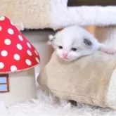 ラグドール【埼玉県・女の子・2025年11月21日・シールポイントバイカラー】の写真11