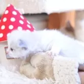 ラグドール【埼玉県・女の子・2025年11月21日・ブルーポイントバイカラー】の写真2