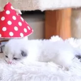 ラグドール【埼玉県・女の子・2025年11月21日・シールポイントバイカラー】の写真3