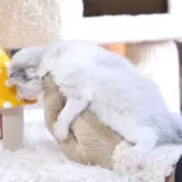 ラグドール【埼玉県・男の子・2025年11月21日・シールポイントバイカラー】の写真3