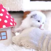 ラグドール【埼玉県・女の子・2025年11月21日・ブルーポイントバイカラー】の写真4