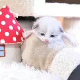 ラグドール【埼玉県・女の子・2025年11月21日・シールポイントバイカラー】の写真4