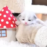 ラグドール【埼玉県・女の子・2025年11月21日・シールポイントバイカラー】の写真5