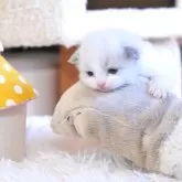 ラグドール【埼玉県・男の子・2025年11月21日・ブルーポイントバイカラー】の写真6
