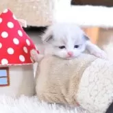ラグドール【埼玉県・女の子・2025年11月21日・シールポイントバイカラー】の写真6