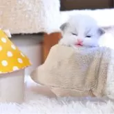 ラグドール【埼玉県・男の子・2025年11月21日・ブルーポイントバイカラー】の写真7