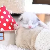 ラグドール【埼玉県・女の子・2025年11月21日・シールポイントバイカラー】の写真8