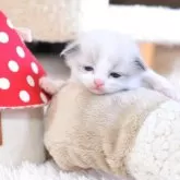 ラグドール【埼玉県・女の子・2025年11月21日・シールポイントバイカラー】の写真9