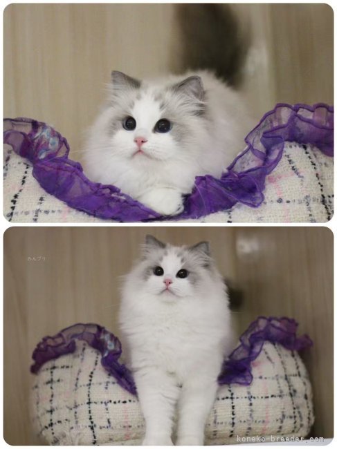 畢　瑋(ひつ　い)ブリーダー(大阪府・サイベリアンなど・CFA/TICA/WCF登録)の紹介写真6