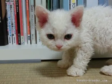 ままらぶ 様のお迎えした子猫