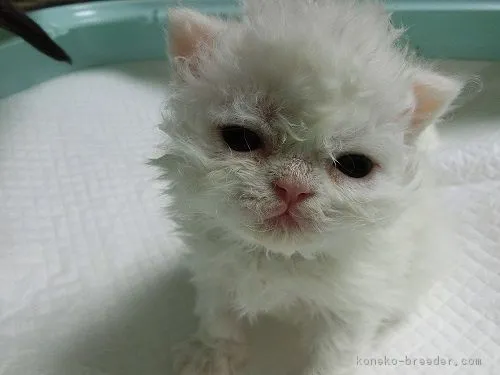 ID：1804-00282の子猫
