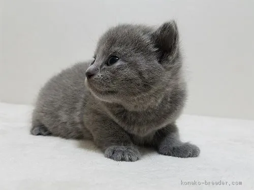 コシーニャ 様のお迎えした子猫